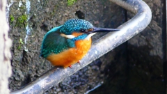 P2410164：カワセミ（オス）