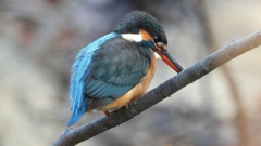 DSCN7949：カワセミ（メス）