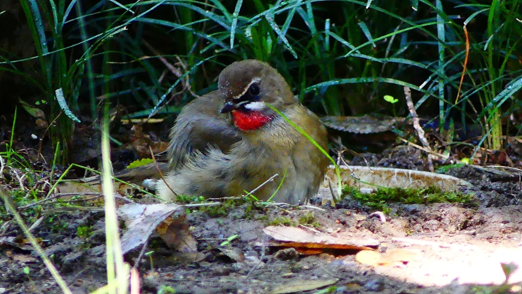P2310590：ノゴマ（オス