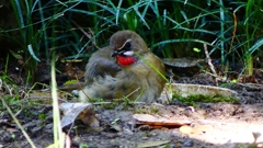 P2310590：ノゴマ（オス