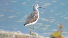 P2400703：アオアシシギ