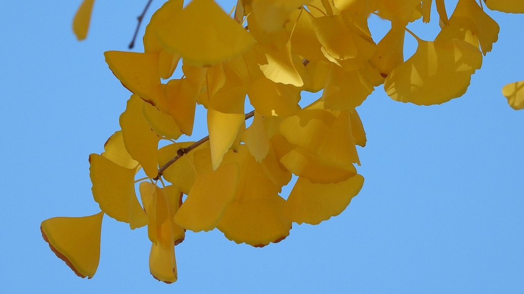 DSCN1314：イチョウ