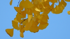 DSCN1314：イチョウ