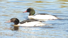 DSCN5342：カワアイサ（オス）