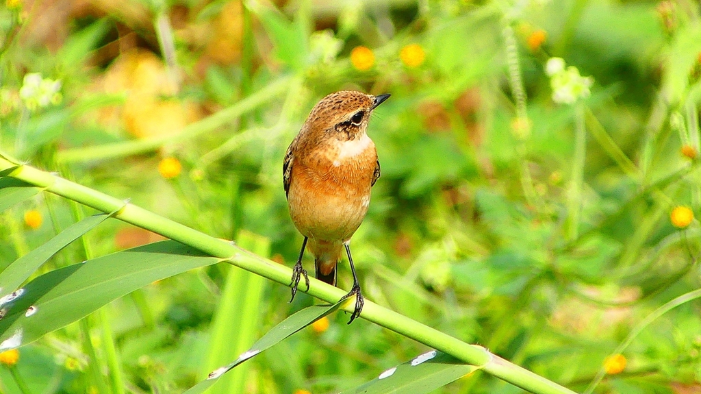P2290356：ノビタキ