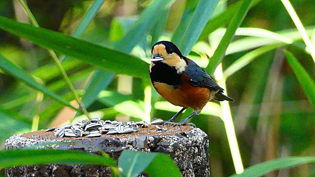 P2360255：ヤマガラ