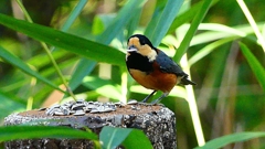 P2360255：ヤマガラ