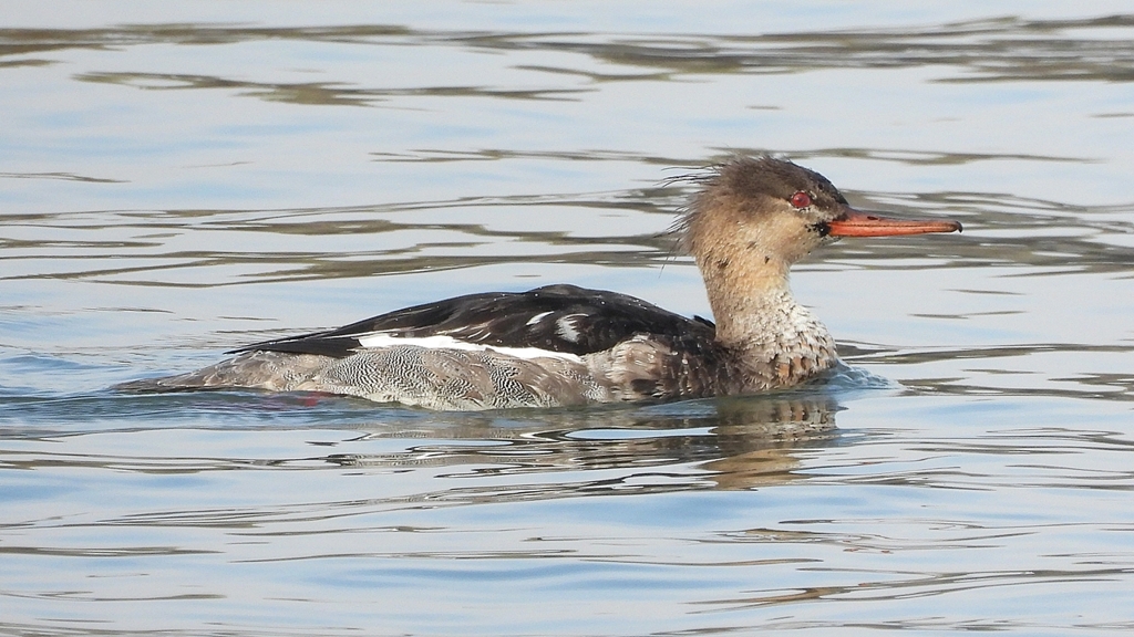 DSCN4458：ウミアイサ（オス）