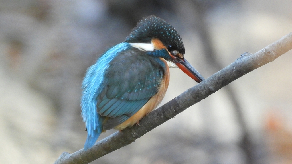 DSCN7954：カワセミ（メス）