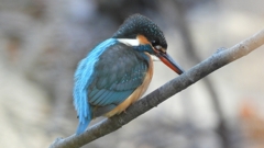 DSCN7954：カワセミ（メス）