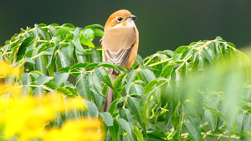 P2370036：モズ（メス）