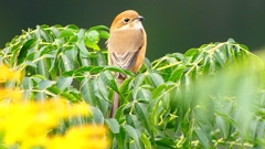 P2370036：モズ（メス）