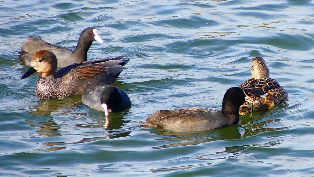 P2410526：オカヨシガモ、オオバン