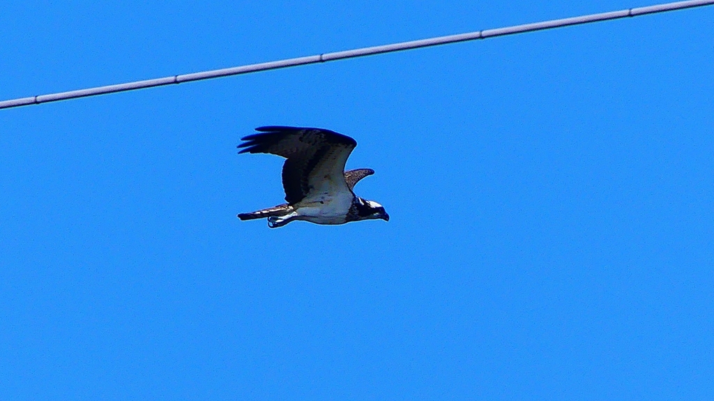 P2270464：飛ぶミサゴ