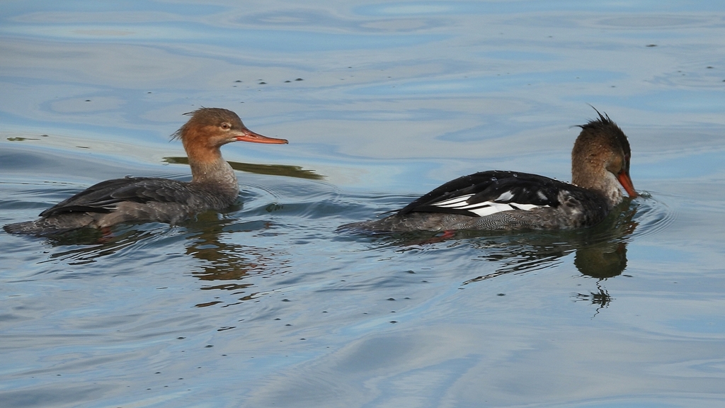 DSCN3205：ウミアイサ