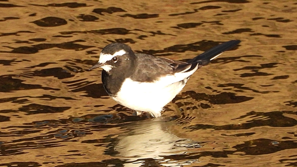 DSCN3721：セグロセキレイ