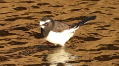 DSCN3721：セグロセキレイ