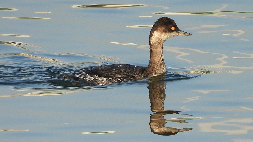 DSCN0356：ハジロカイツブリ