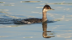 DSCN0356：ハジロカイツブリ