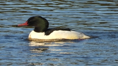 DSCN5347：カワアイサ（オス）