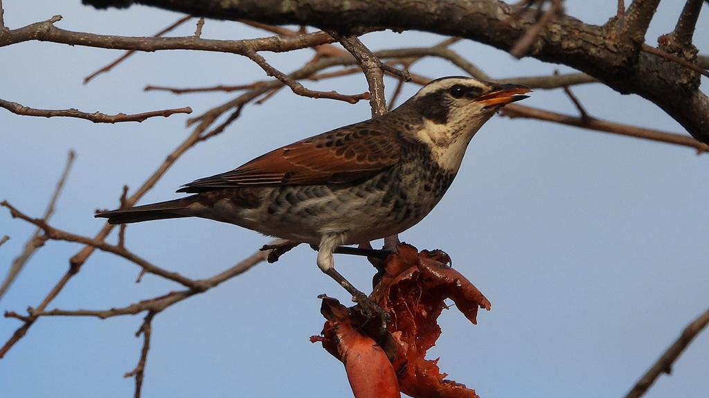 DSCN8411：ツグミ