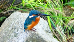 P2320778：カワセミ