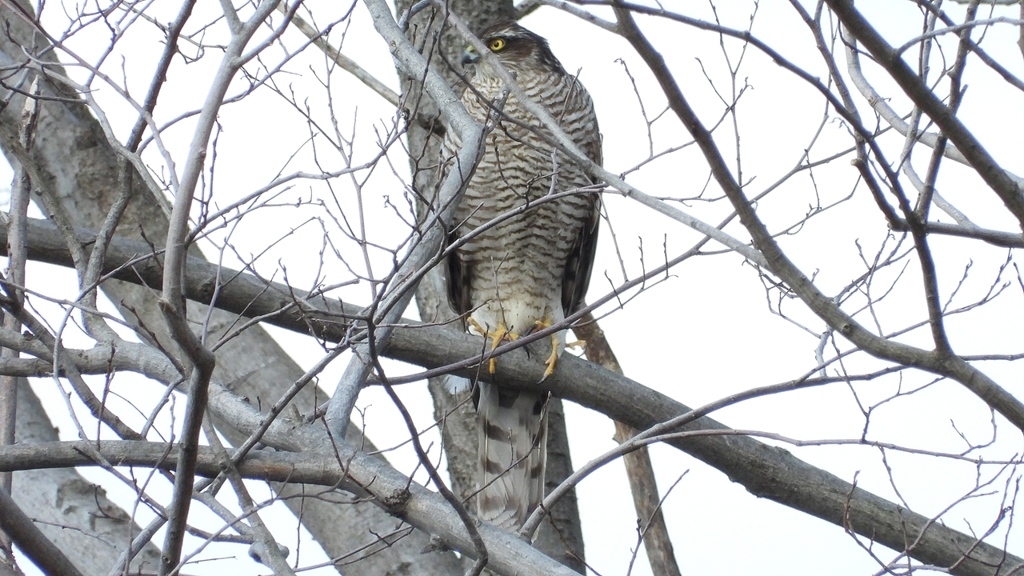 DSCN1728：ハイタカ