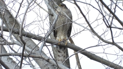 DSCN1728：ハイタカ