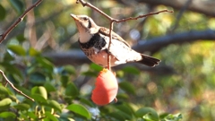 DSCN6018：ツグミ