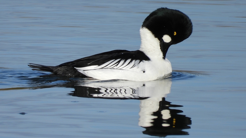 DSCN2826：ホオジロガモ（オス）