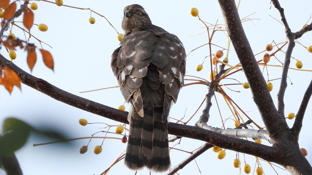 DSCN3014：ハイタカ