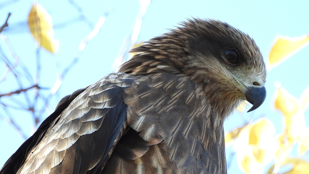 DSCN1413：トビ（顔アップ）