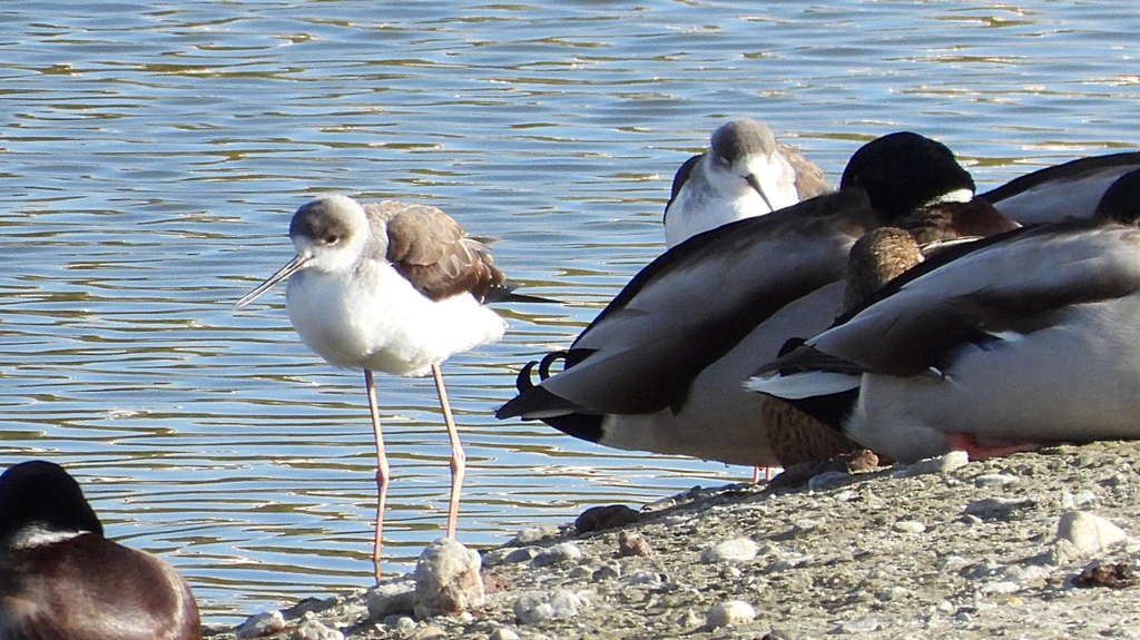 DSCN2104：セイタカシギ他