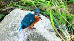 P2320793：カワセミ