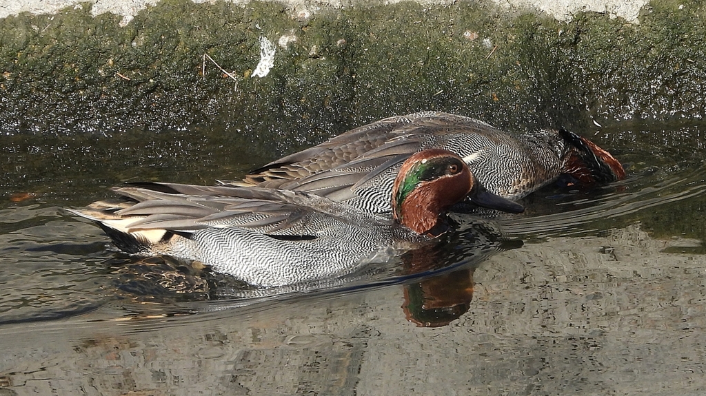 DSCN9810：コガモ（オス）