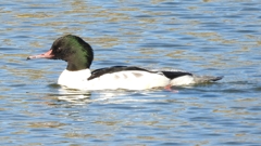 DSCN1951：カワアイサ（オス）