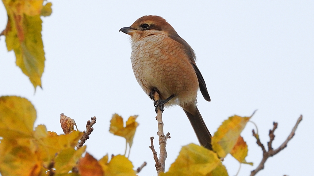 DSCN0693：モズ（メス）