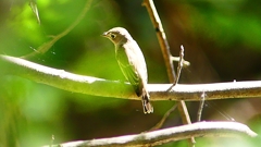 P2300039：コサメビタキ