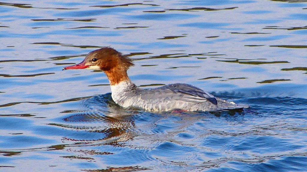 P2390195：カワアイサ（メス）