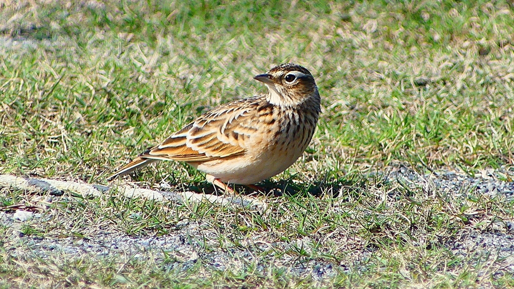 P2320651：ヒバリ