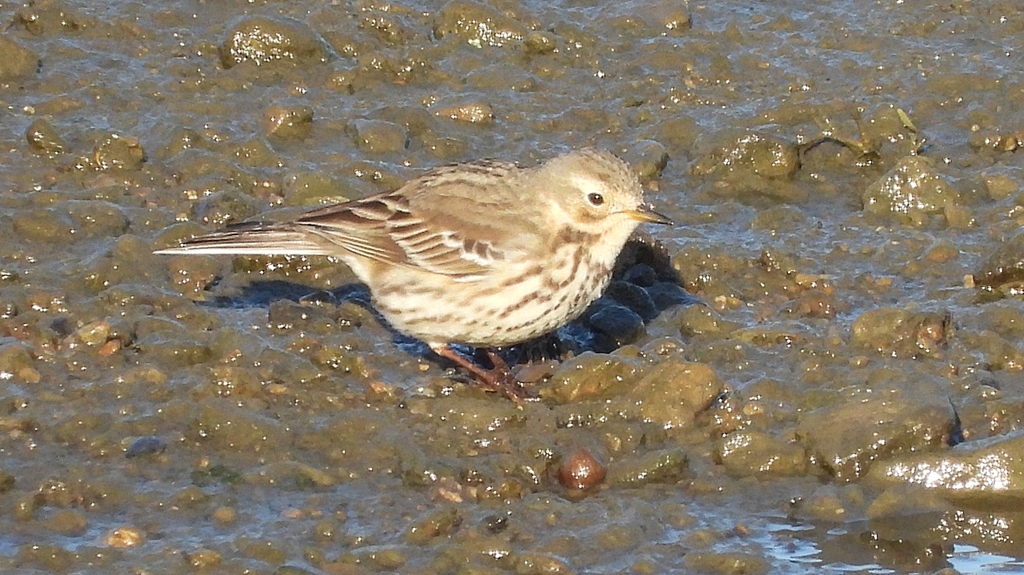 DSCN6476：タヒバリ