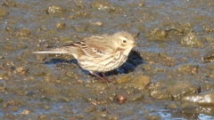 DSCN6476：タヒバリ