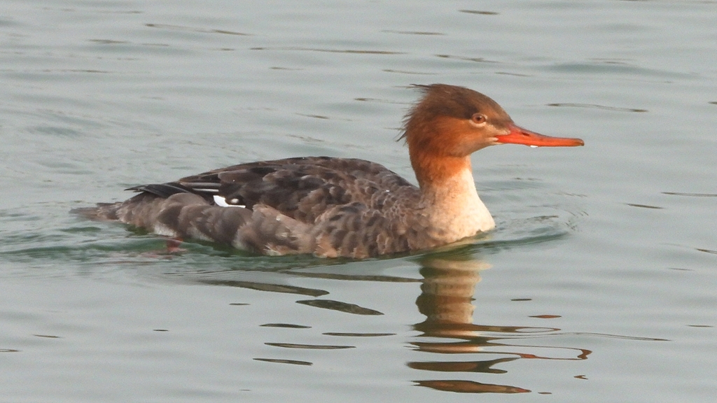 DSCN7293：ウミアイサ