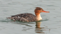 DSCN7293：ウミアイサ