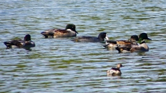 P2360418：ヨシガモ他