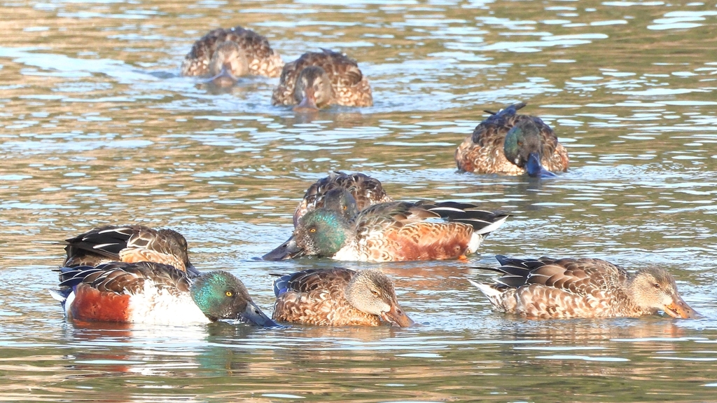 DSCN6109：ハシビロガモ