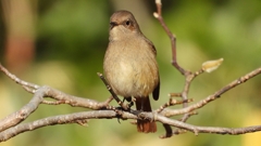 DSCN8125：ジョウビタキ（メス）