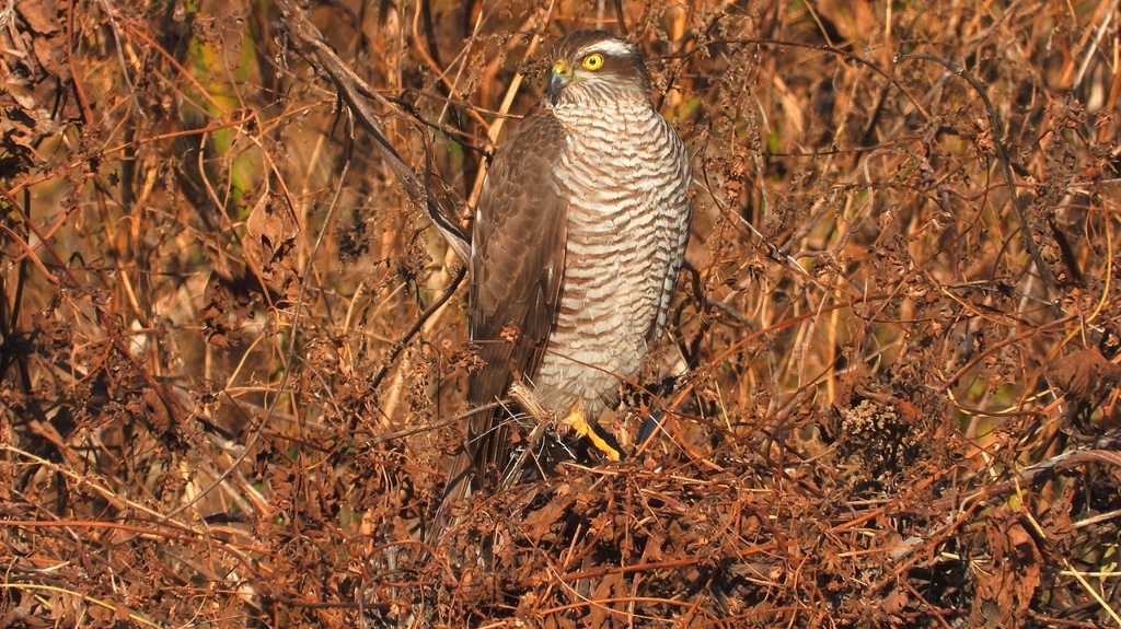 DSCN5505：ハイタカ