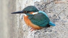 DSCN0547：カワセミ（オス）