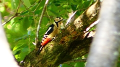 P2250373：アカゲラ（メス）